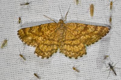 <i>Ematurga atomaria</i>