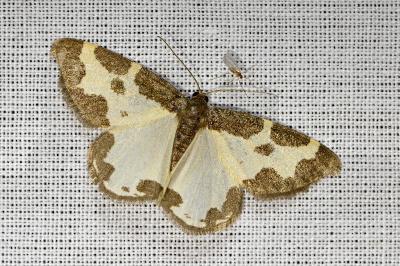 <i>Lomaspilis marginata</i>