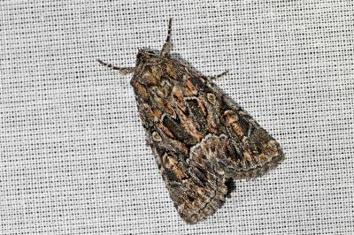 <i>Thalpophila matura</i>