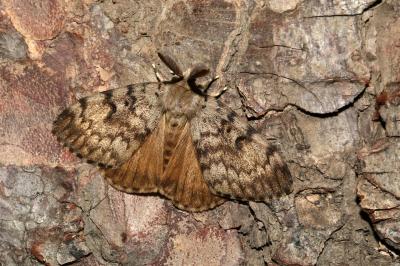 <i>Lymantria dispar</i>