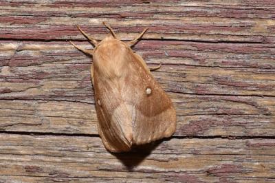 <i>Lasiocampa trifolii trifolii</i>