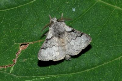 <i>Trichiura crataegi</i>