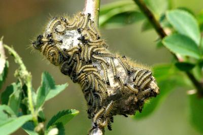 <i>Malacosoma neustria</i>
