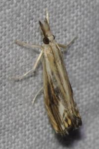 <i>Catoptria verellus</i>
