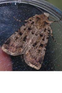 <i>Chersotis multangula</i>