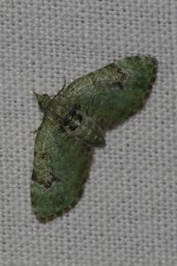 <i>Chloroclystis v-ata</i>