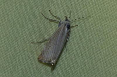 <i>Chrysoteuchia culmella</i>
