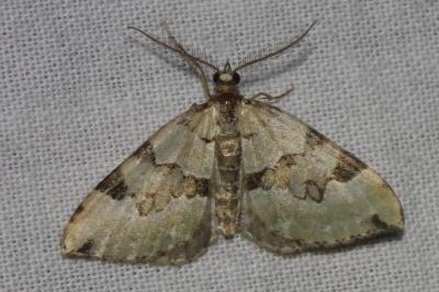 <i>Colostygia pectinataria</i>