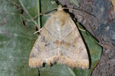 <i>Cosmia trapezina</i>