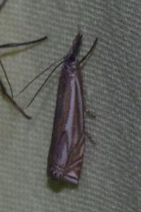 <i>Crambus lathoniellus</i>
