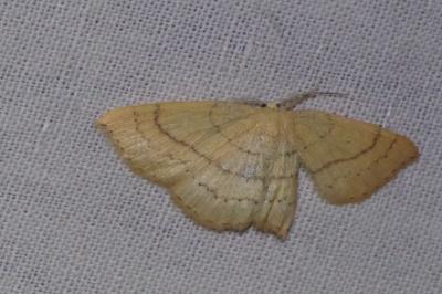 <i>Cyclophora linearia</i>
