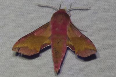 <i>Deilephila porcellus</i>