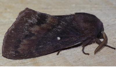 <i>Dendrolimus pini pini</i>