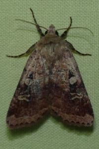 <i>Diarsia mendica</i>