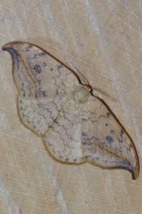 <i>Drepana falcataria</i>