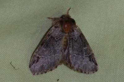 <i>Drymonia obliterata</i>