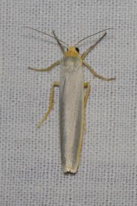 <i>Manulea complana</i>