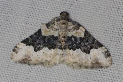 <i>Epirrhoe galiata</i>