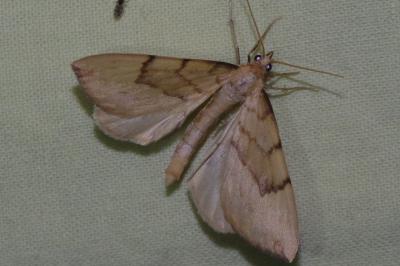 <i>Gandaritis pyraliata</i>