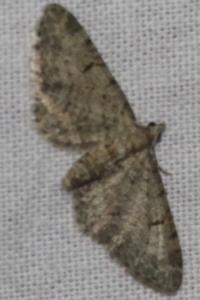<i>Eupithecia</i>