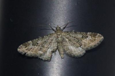 <i>Eupithecia</i>