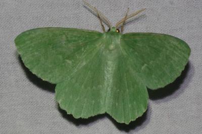 <i>Geometra papilionaria</i>
