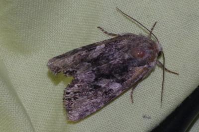 <i>Lacanobia contigua</i>