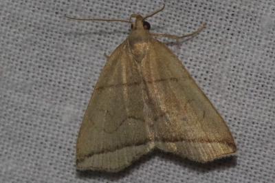 <i>Herminia grisealis</i>