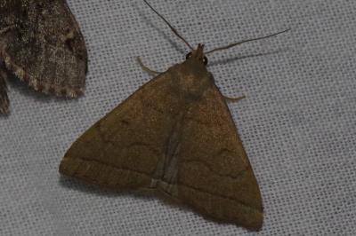 <i>Herminia tarsipennalis</i>