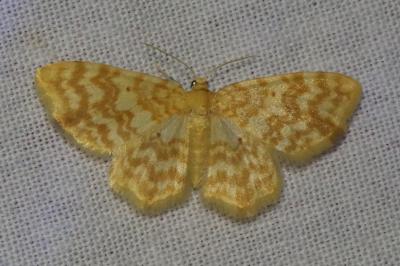 <i>Hydrelia flammeolaria</i>