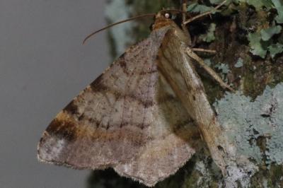 <i>Macaria liturata</i>
