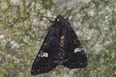 <i>Melanchra persicariae</i>