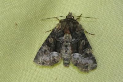 Oligia