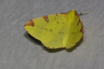 <i>Opisthograptis luteolata</i>