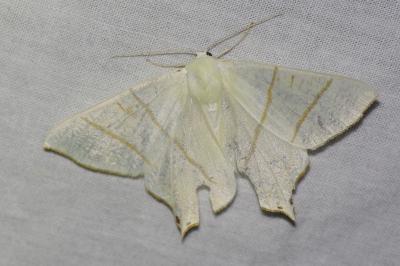 <i>Ourapteryx sambucaria</i>