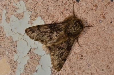 <i>Apocheima hispidaria</i>
