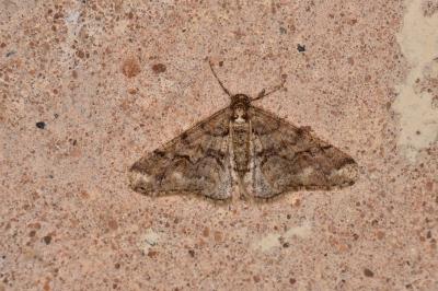 <i>Agriopis leucophaearia</i>