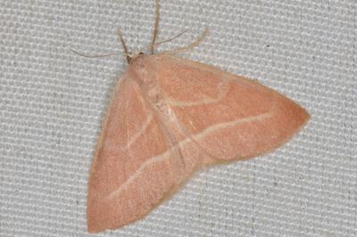 <i>Hylaea fasciaria</i>