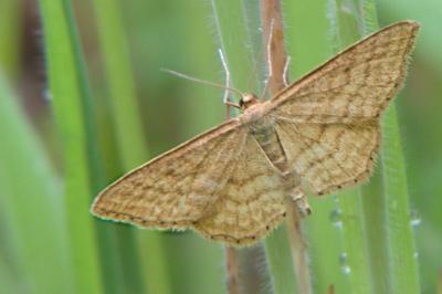 <i>Idaea ochrata</i>