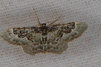 <i>Idaea rusticata</i>