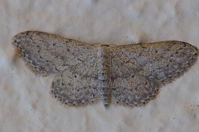 <i>Idaea seriata</i>