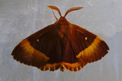 <i>Lasiocampa quercus quercus</i>