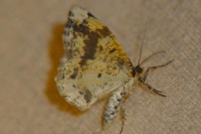 <i>Ligdia adustata</i>