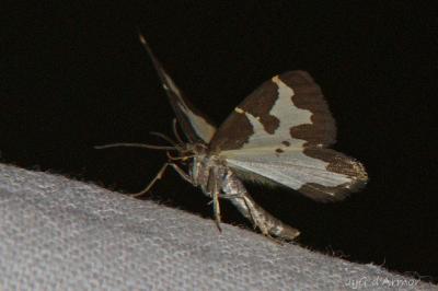 <i>Lomaspilis marginata</i>
