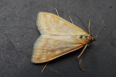 <i>Sitochroa verticalis</i>