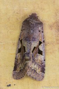 <i>Orthosia gothica</i>