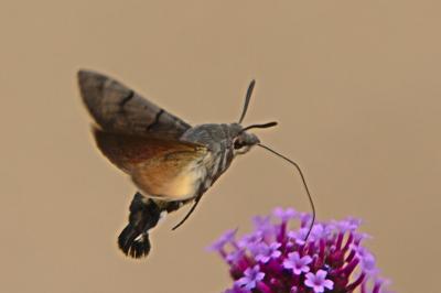 <i>Macroglossum stellatarum</i>