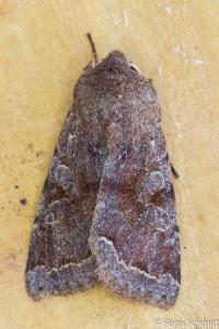 <i>Orthosia incerta</i>