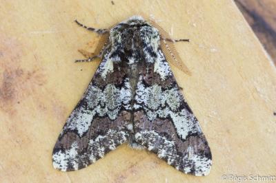 <i>Biston strataria</i>