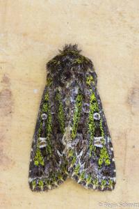 <i>Valeria jaspidea</i>
